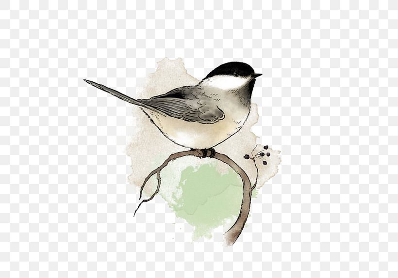 Bird Watercolor Painting Chickadee Drawing, PNG, 564x574px, Bird, Art, Beak, Blackcapped Chickadee, Botanical Illustration Download Free