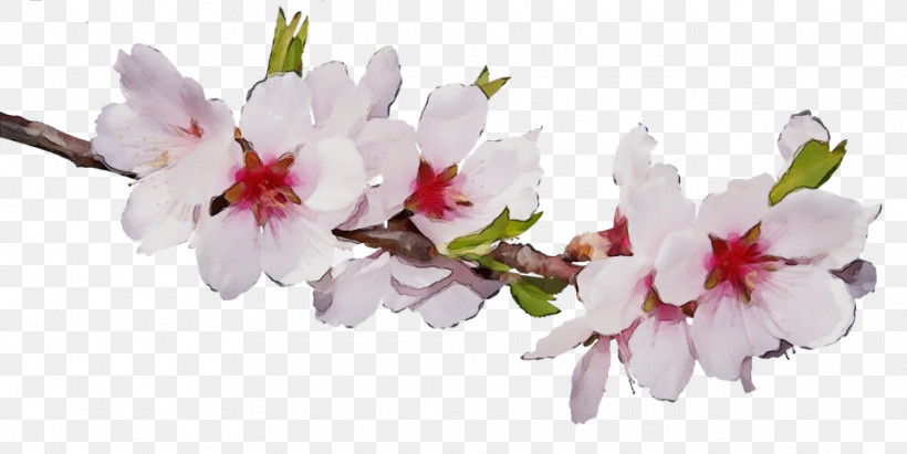 Cherry Blossom, PNG, 960x482px, Watercolor, Biology, Cherry Blossom, Cut Flowers, Flower Download Free