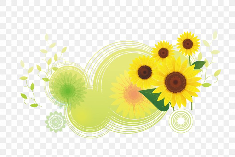 Download Common Sunflower Illustration, PNG, 1559x1043px, Common Sunflower, Art, Cartoon, Color, Daisy Download Free