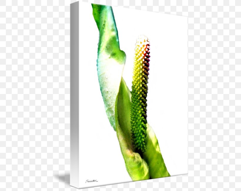Fine Art Work Of Art Imagekind Peace Lily, PNG, 470x650px, Art, Discover Card, Fine Art, Imagekind, Organism Download Free