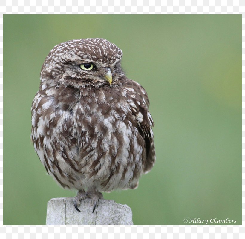 Great Grey Owl Bird Of Prey Buzzard, PNG, 800x800px, Owl, Beak, Bird, Bird Of Prey, Buzzard Download Free