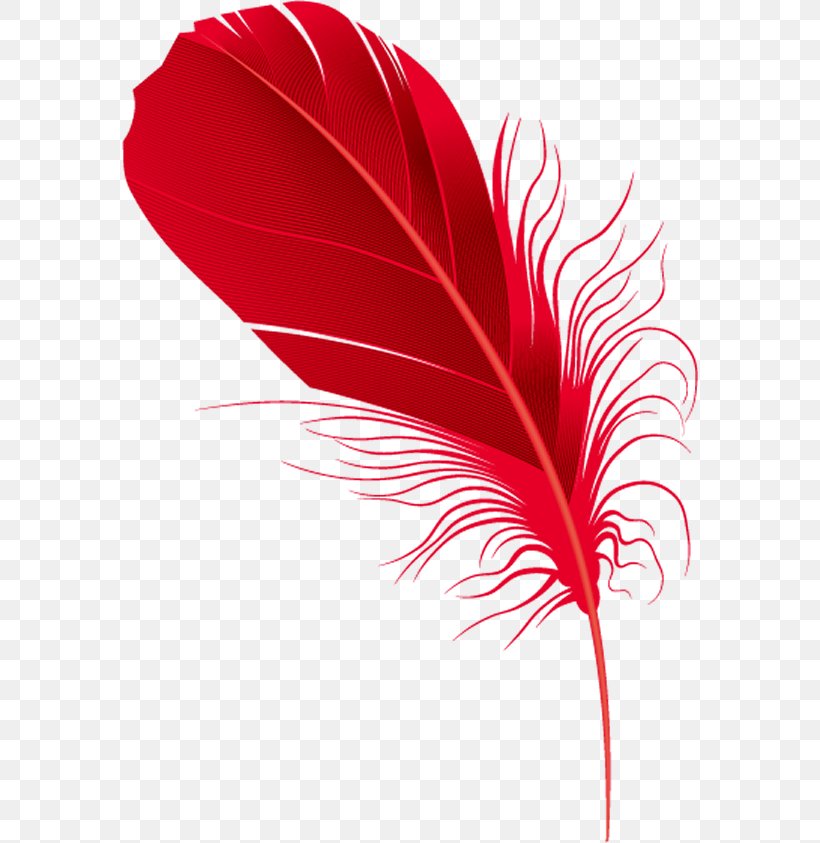 Red Feather., PNG, 576x843px, Feather, Drawing, Flower, Leaf, Logo Download Free