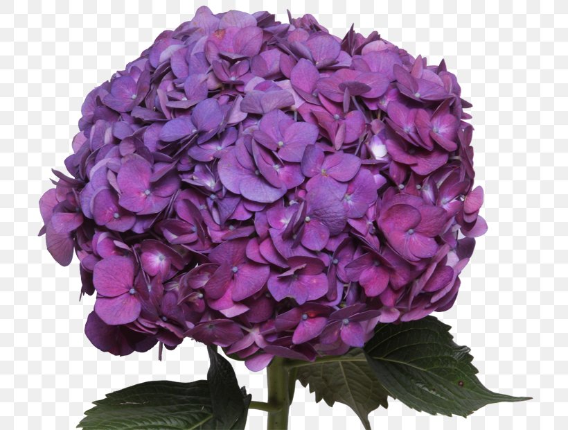 Cut Flowers Purple Petal Clip Art, PNG, 750x620px, Flower, Annual Plant, Blue, Cornales, Cut Flowers Download Free