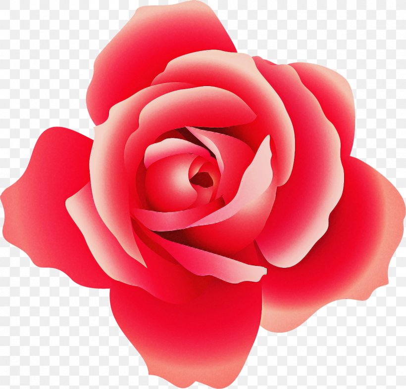 Garden Roses, PNG, 1200x1153px, Garden Roses, Floribunda, Flower, Hybrid Tea Rose, Petal Download Free