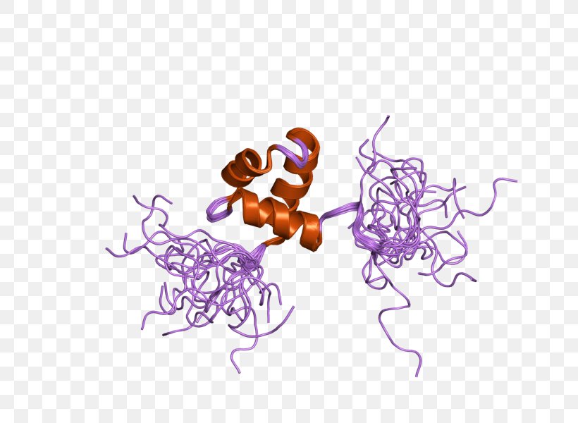 Protein Schizosaccharomyces Pombe Gene Cell Cycle, PNG, 800x600px, Protein, Art, Cell, Cell Cycle, Cell Division Download Free