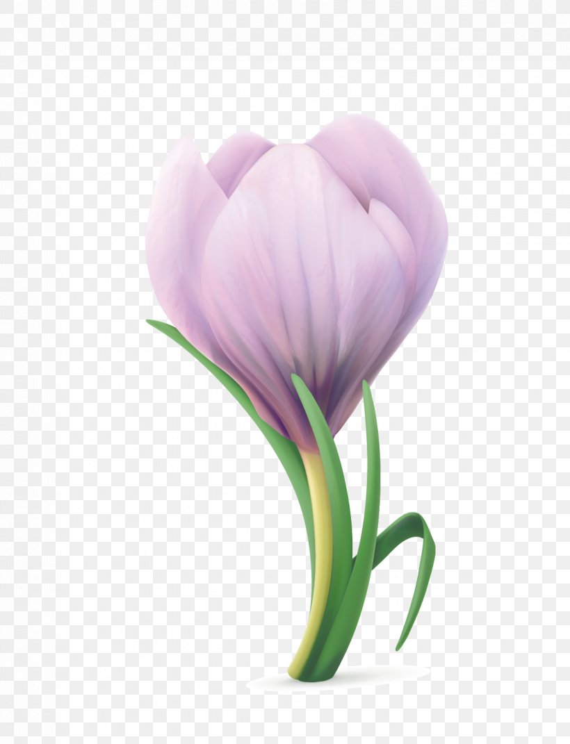 Tulip Flower Wallpaper, PNG, 1182x1544px, Tulip, Close Up, Crocus, Cut Flowers, Flower Download Free