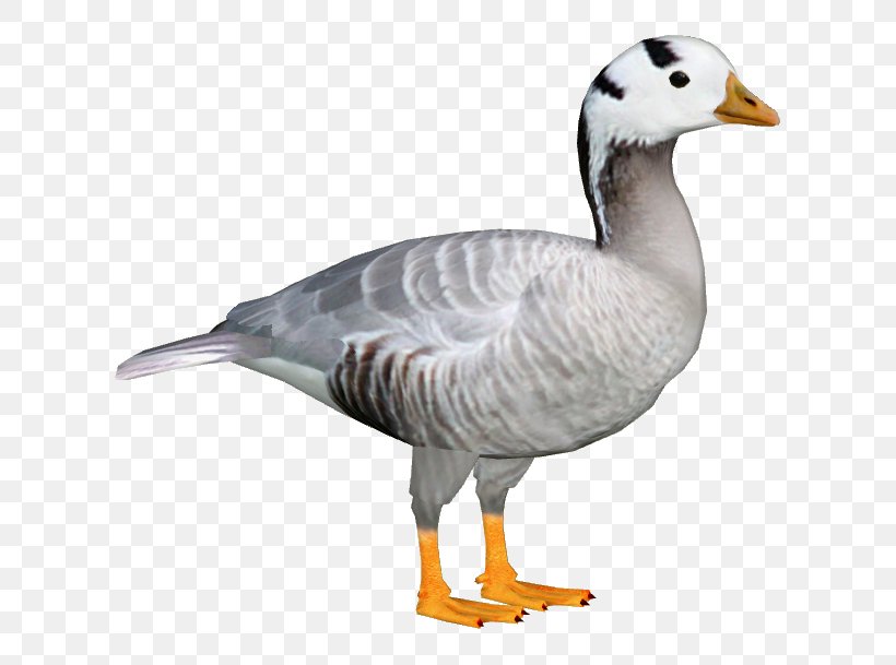 Zoo Tycoon Duck Download, PNG, 609x609px, Goose, Anatidae, Barnacle Goose, Beak, Bird Download Free