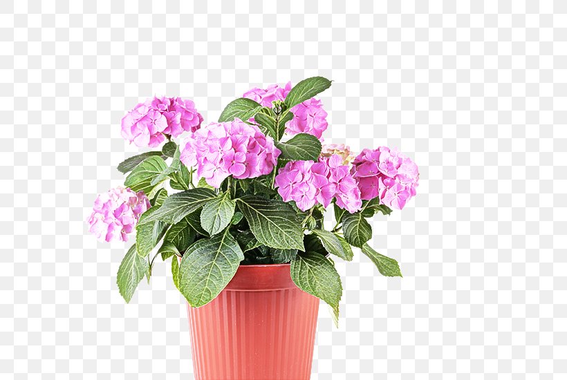 Flower Flowering Plant Plant Pink Flowerpot, PNG, 571x550px, Flower, Cut Flowers, Flowering Plant, Flowerpot, Houseplant Download Free