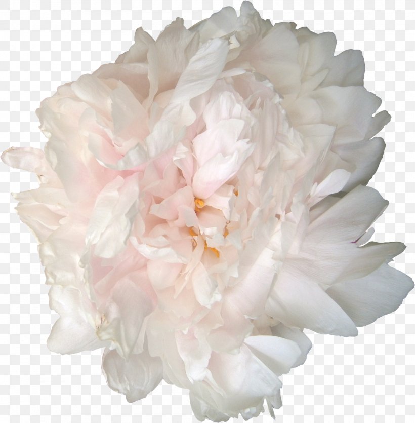 Peony Garden Roses Flower Clip Art, PNG, 1600x1630px, Peony, Blog, Cut Flowers, Facebook, Flower Download Free