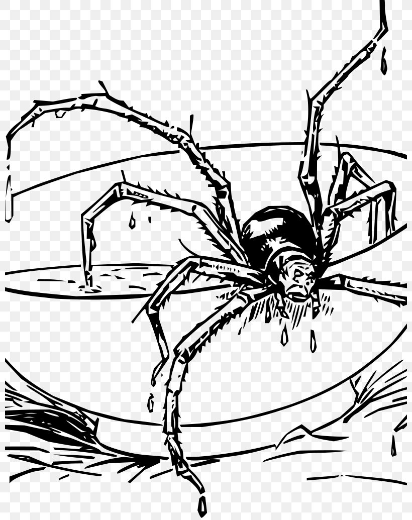 Spider-Man Coloring Book Tarantula Spider Web, PNG, 800x1035px, Spider, Animal, Arachnid, Area, Arthropod Download Free