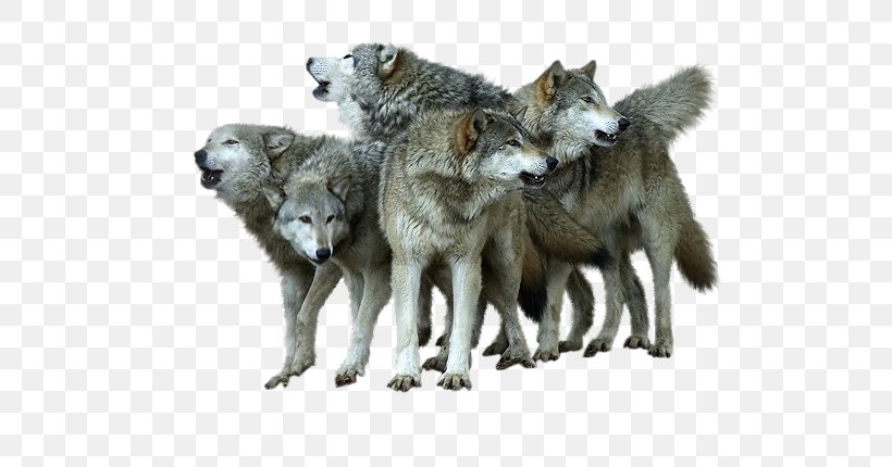 Alaskan Tundra Wolf Coyote Wallpaper, PNG, 599x430px, Alaskan Tundra Wolf, Canis Lupus Tundrarum, Carnivoran, Coyote, Dog Like Mammal Download Free