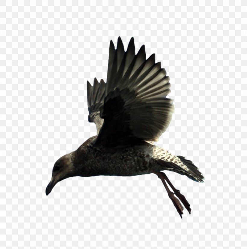 Bird Beak Feather Wing Fauna, PNG, 889x898px, Bird, Beak, Crow, Eagle, Fauna Download Free