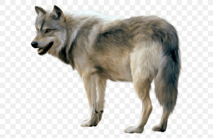 Gray Wolf, PNG, 600x534px, Gray Wolf, Canis Lupus Tundrarum, Czechoslovakian Wolfdog, Dog Breed Group, Dog Like Mammal Download Free