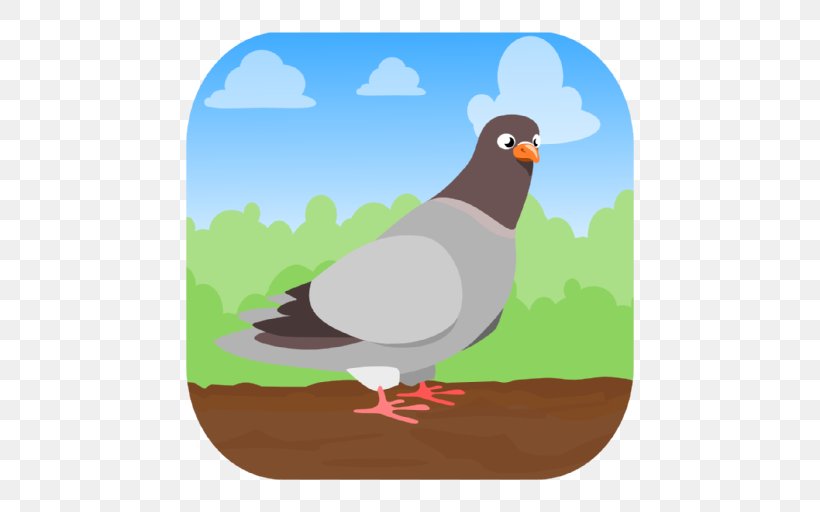 Bird Domestic Pigeon Household Insect Repellents Pigeon Hunt Perfect Pose, PNG, 512x512px, Bird, Animal, Appbrain, Beak, Chicken Download Free