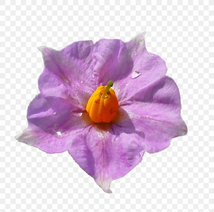 Crocus Family Violet, PNG, 991x981px, Crocus, Family, Flower, Flowering Plant, Magenta Download Free