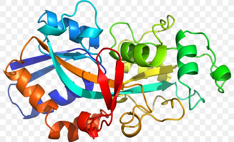 Custom Peptide Synthesis Amino Acid Protein Plant Peptide Hormone, PNG, 800x500px, Peptide, Acid, Amine, Amino Acid, Artwork Download Free