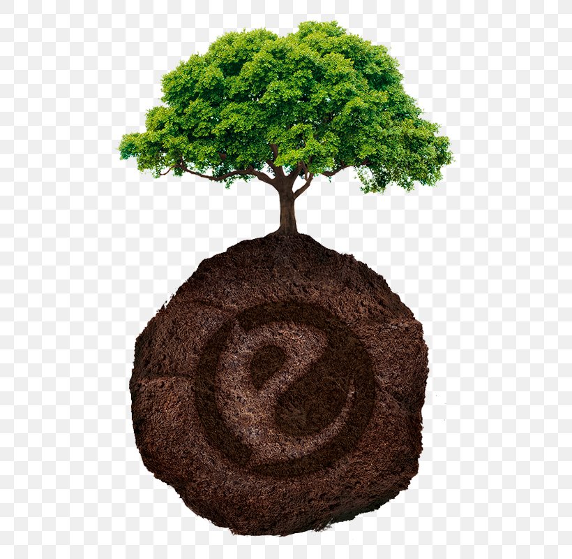 Tree Planting Forest Branch Evergreen, PNG, 800x800px, Tree, Branch, Evergreen, Flowerpot, Food Packaging Download Free