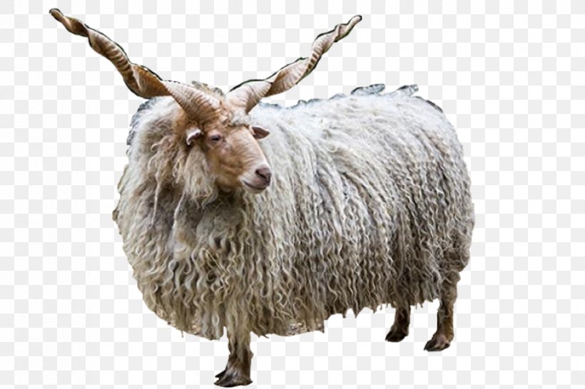 Racka Jacob Sheep Romanov Sheep Farma Park Horn, PNG, 828x552px, Racka, Breed, Cattle, Cattle Like Mammal, Cow Goat Family Download Free