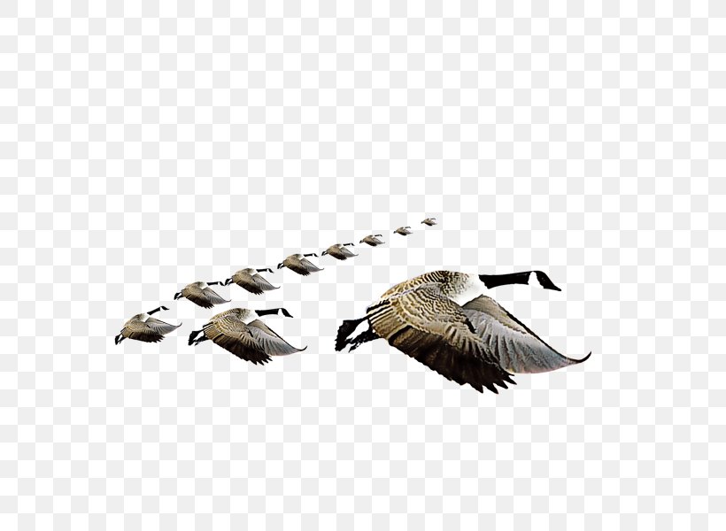 Swan Goose Bird Domestic Goose, PNG, 600x600px, Swan Goose, Animation, Beak, Bird, Cartoon Download Free