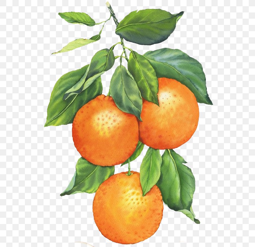Clementine Watercolor Painting Mandarin Orange Art, PNG, 600x794px, Clementine, Art, Bitter Orange, Branch, Calamondin Download Free
