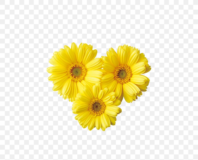 Common Daisy Yellow Transvaal Daisy Clip Art, PNG, 541x663px, Common Daisy, Argyranthemum Frutescens, Calendula, Chrysanthemum, Chrysanths Download Free