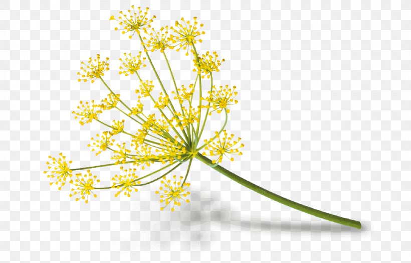 Fennel Flower Cow Parsley Goat Cheese Plant, PNG, 1000x640px, Fennel, Anthriscus, Apiales, Branch, Cheese Download Free