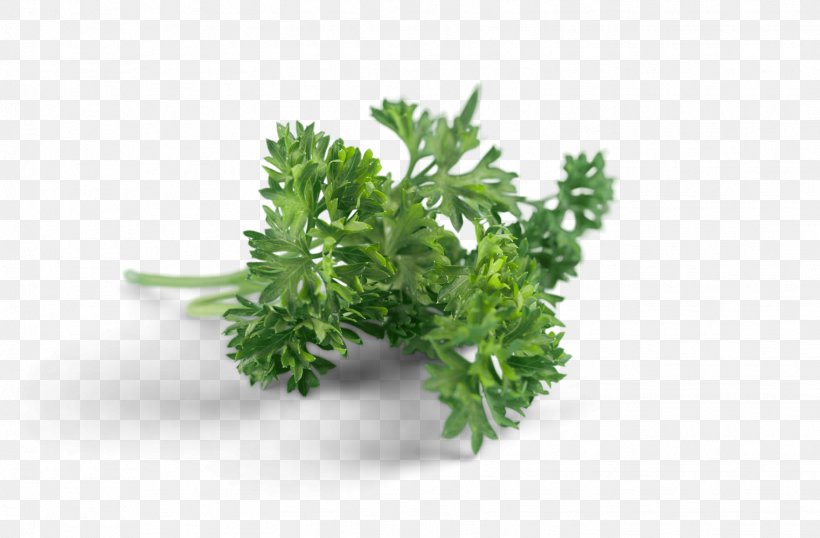 Herb Rainfresh (Vic) Pty. Ltd. Vegetable Rainfresh Vic, PNG, 1522x1000px, Herb, Customer, Customer Service, Fines Herbes, Herbalism Download Free