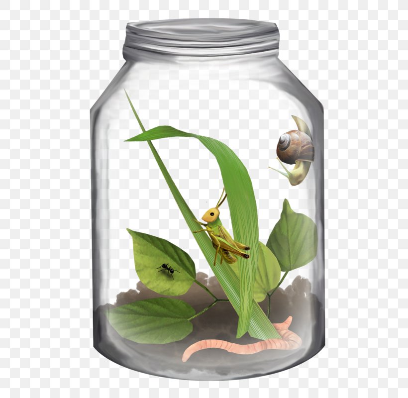 Jar Insect Bottle Clip Art, PNG, 581x800px, Jar, Bottle, Color, Flowerpot, Frasco Download Free