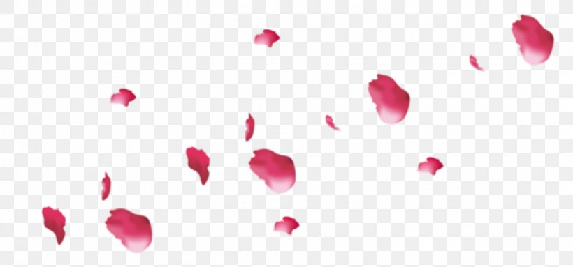 Petal Flower Pink Rose, PNG, 1445x676px, Petal, Beauty, Blossom, Close Up, Flower Download Free