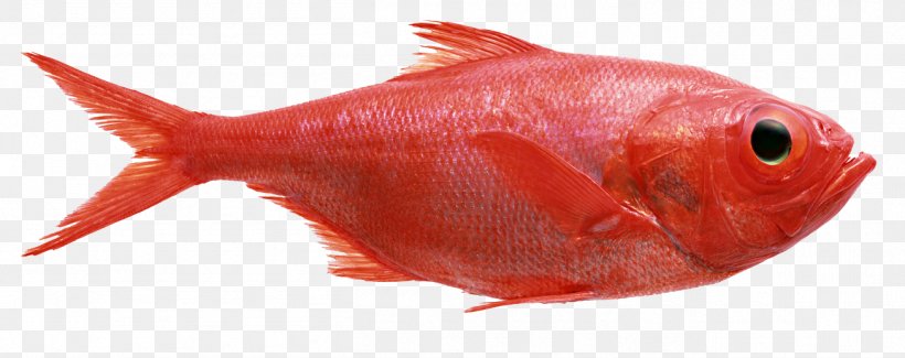 Redfish Northern Red Snapper Red Mullet Seafood, PNG, 1306x518px, Redfish, Acadian Redfish, Animal Source Foods, Barramundi, Coral Reef Fish Download Free