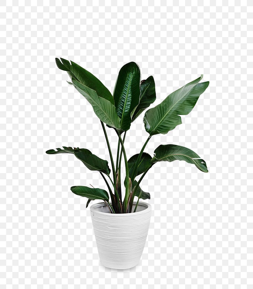Leaf Swiss Cheese Plant Paper, PNG, 620x935px, Leaf, Flower, Flowerpot, Houseplant, Paper Download Free