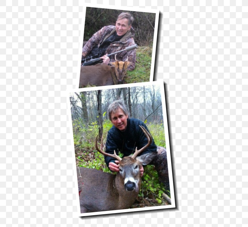 Reindeer Deer Hunting Wildlife Biologist, PNG, 393x750px, Reindeer, Biologist, Deer, Deer Hunting, Fauna Download Free