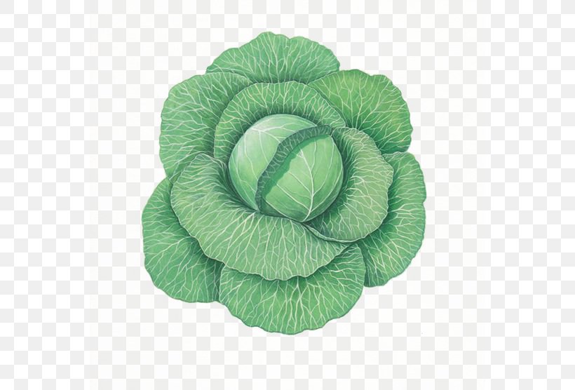 Cabbage Milk Vegetable Food, PNG, 564x556px, Watercolor, Cartoon, Flower, Frame, Heart Download Free