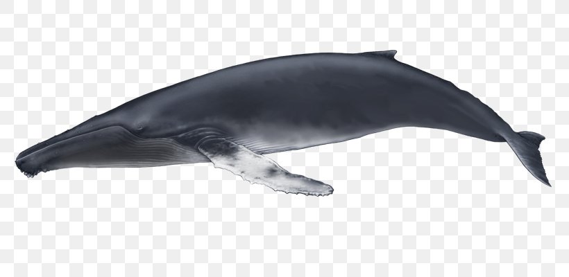 Common Bottlenose Dolphin Rough-toothed Dolphin Tucuxi Wholphin White-beaked Dolphin, PNG, 800x400px, Common Bottlenose Dolphin, Animal Figure, Balaenidae, Baleen, Baleen Whale Download Free