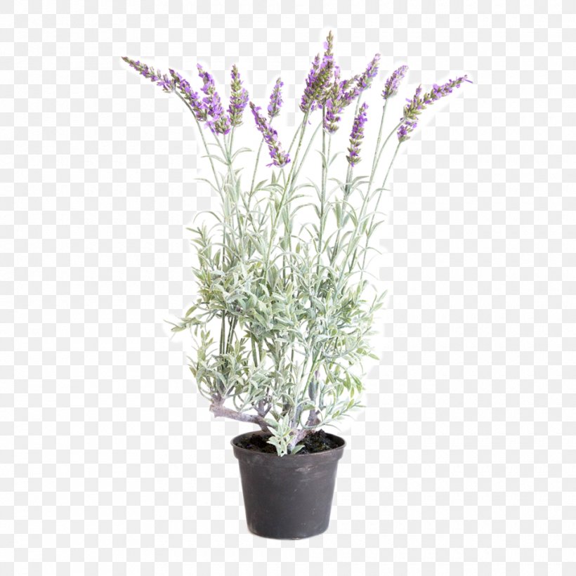 English Lavender French Lavender Shrub Plant Stem Flower, PNG, 960x960px, English Lavender, Artificial Flower, Branch, Flower, Flowering Plant Download Free