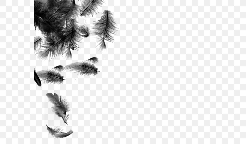Feather Bird Color, PNG, 593x480px, Feather, Autumn, Bird, Black And White, Close Up Download Free