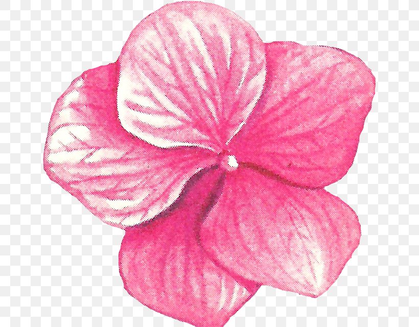 Petal Pink M Cut Flowers RTV Pink, PNG, 655x640px, Petal, Cut Flowers, Flower, Magenta, Pink Download Free