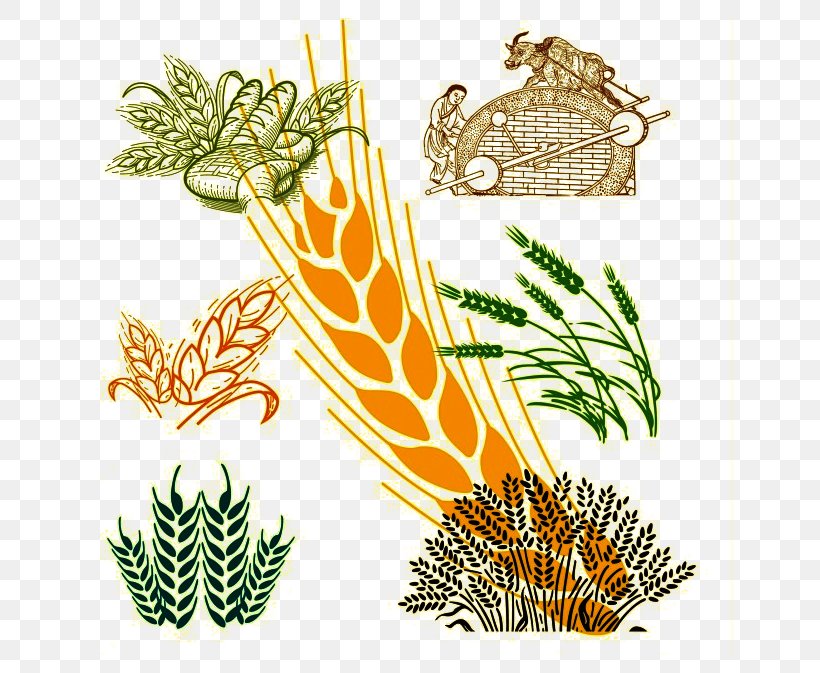 Wheat Pattern, PNG, 661x673px, Wheat, Branch, Cartoon, Commodity, Conifer Download Free