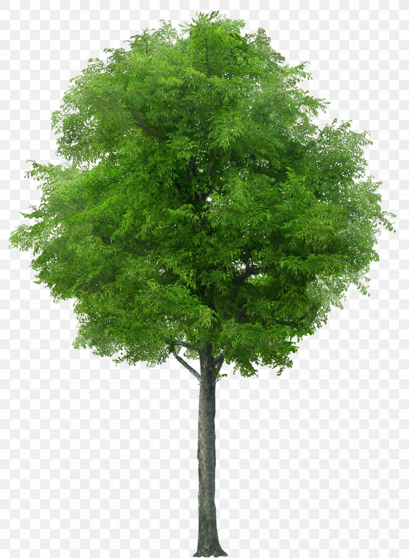 American Sycamore Populus Nigra Tree Clip Art, PNG, 1833x2500px, American Sycamore, Architecture, Branch, Conifer, Cottonwood Download Free