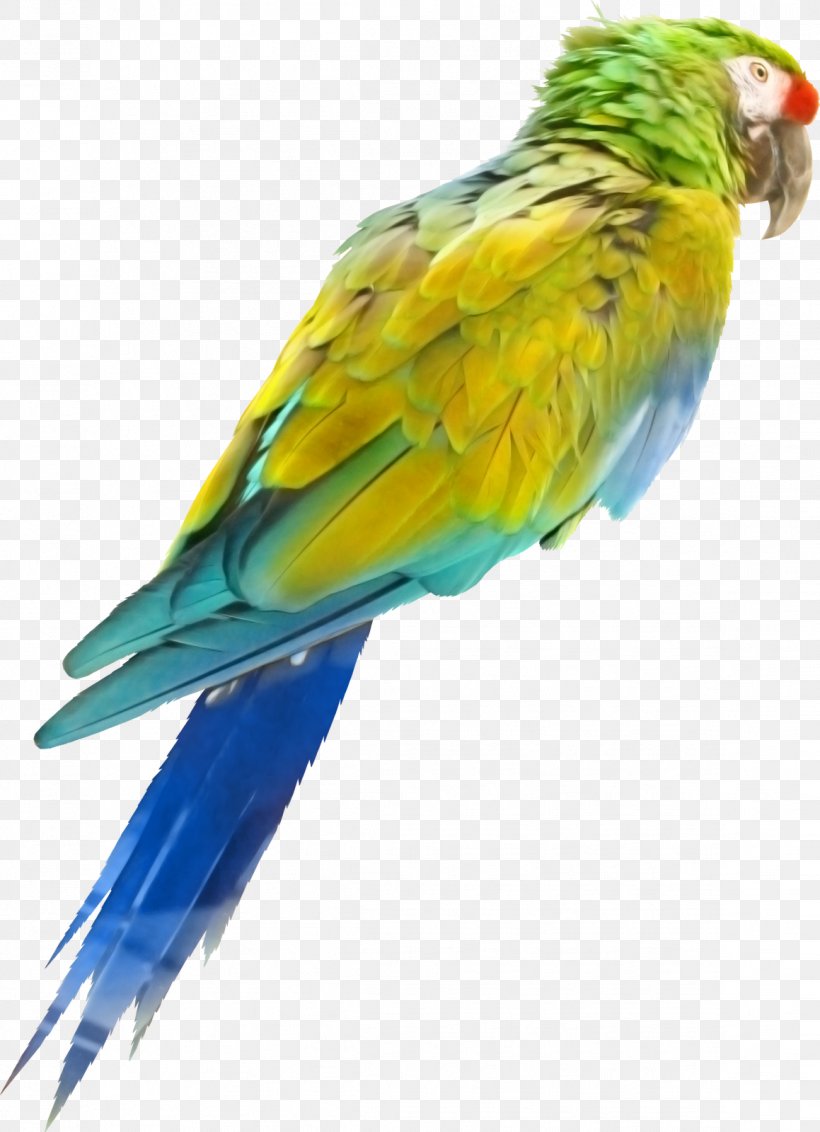 Bird Parrot Oiseaux Tropicaux Perroquet, PNG, 1159x1600px, Bird, Beak, Bird Nest, Color, Common Pet Parakeet Download Free