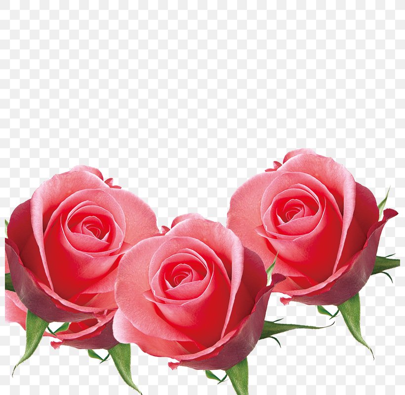 Beach Rose, PNG, 800x800px, Beach Rose, Artificial Flower, Cut Flowers, Floral Design, Floribunda Download Free