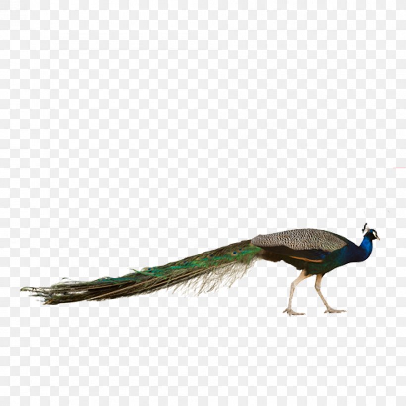 Bird Asiatic Peafowl Stock Photography Phasianidae, PNG, 945x945px, Bird, Asiatic Peafowl, Beak, Fauna, Feather Download Free