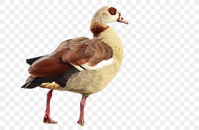 Bird Duck Water Bird Ducks, Geese And Swans Beak, PNG, 2468x1620px, Watercolor, Beak, Bird, Duck, Ducks Geese And Swans Download Free