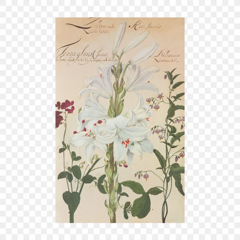 Flower Easter Lily Lilium Candidum Hortus Amoenissimus : Omnigenis Floribus, Plantis, Stirpibus..., PNG, 1280x1280px, Flower, Botany, Easter Lily, Flora, Floral Design Download Free
