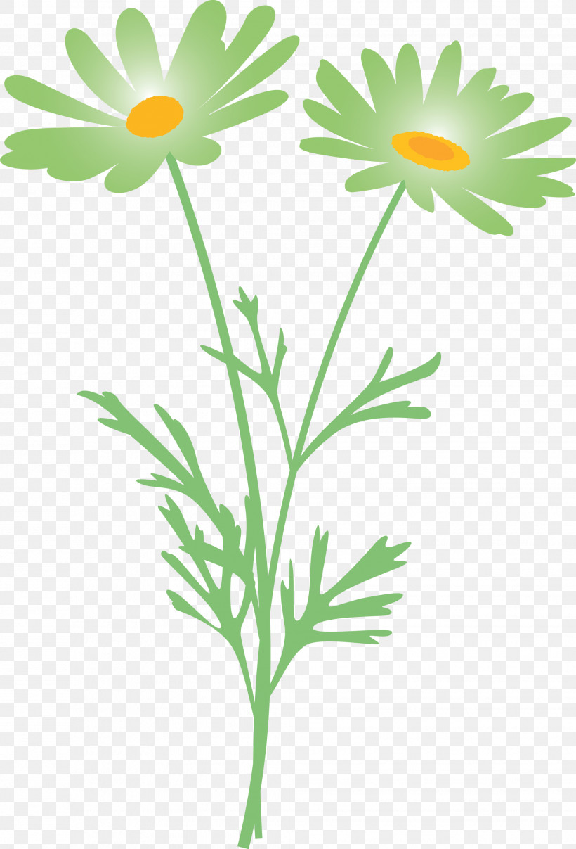 Marguerite Flower Spring Flower, PNG, 2037x2999px, Marguerite Flower, Camomile, Chamaemelum Nobile, Chamomile, Daisy Download Free