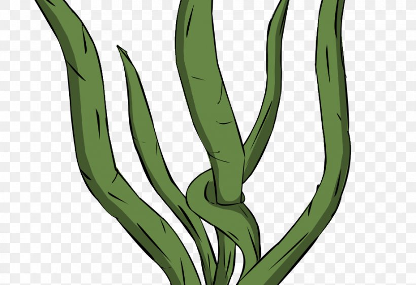 Seaweed Drawing Kelp Macrocystis Pyrifera Clip Art, PNG, 917x630px