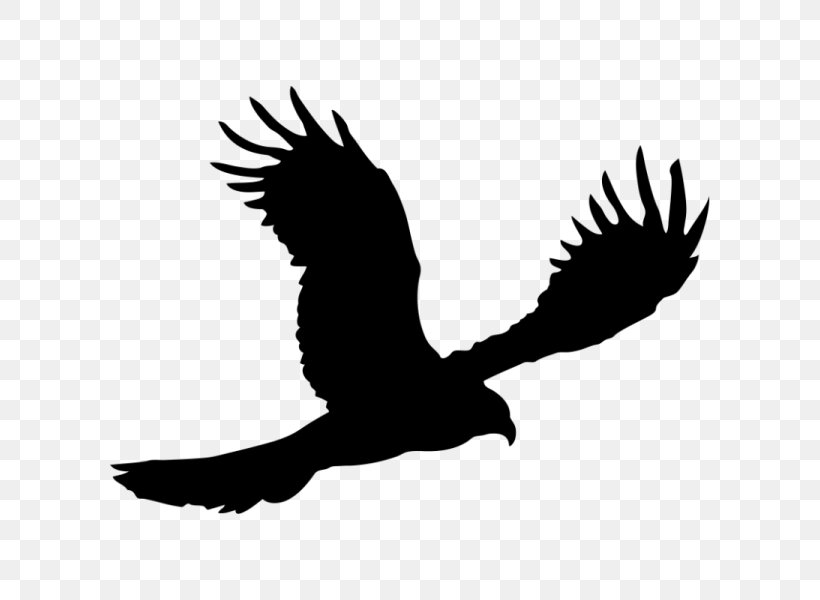 Bald Eagle Silhouette, PNG, 600x600px, Bald Eagle, Accipitriformes, Art, Beak, Bird Download Free