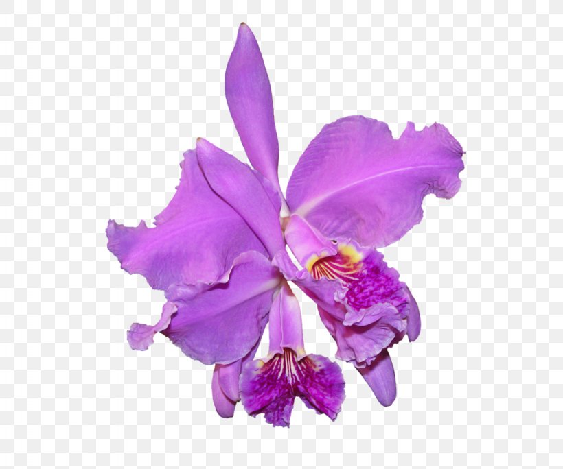 Clip Art Image Free Content Openclipart, PNG, 1024x855px, Flowering Plant, Cattleya, Cattleya Labiata, Cattleya Orchids, Christmas Orchid Download Free