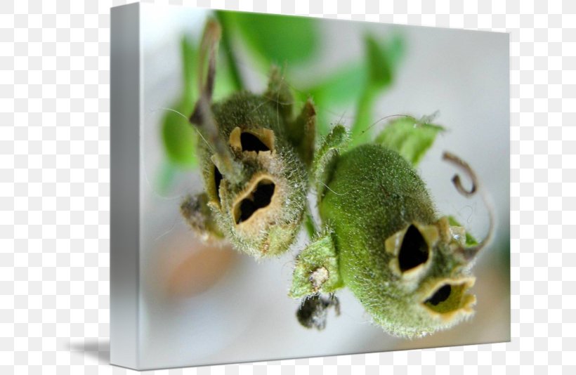 Snapdragon Seed Flower Sowing Plant, PNG, 650x534px, Snapdragon, Art, Flower, Imagekind, Organism Download Free