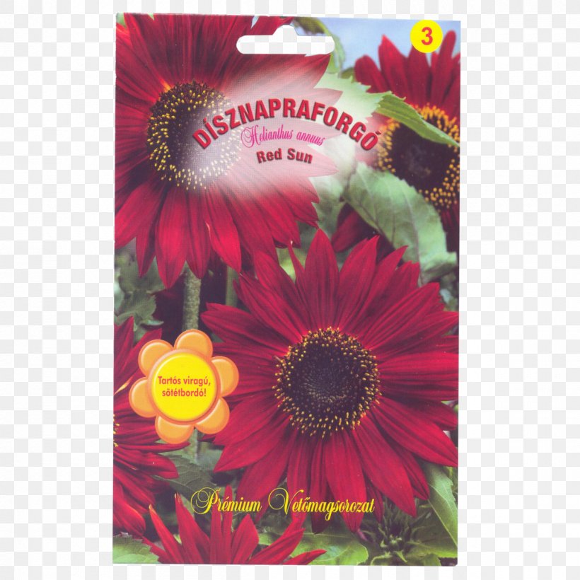 Transvaal Daisy Magenta, PNG, 1200x1200px, Transvaal Daisy, Daisy Family, Flower, Flowering Plant, Gerbera Download Free